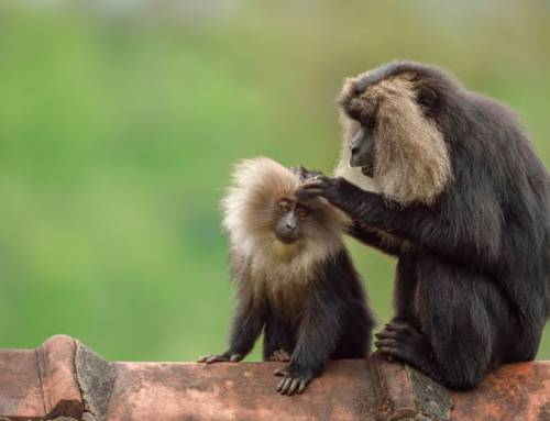 Between Canopy and Ground: How Lion-Tailed Macaques Navigate a Fragmented World