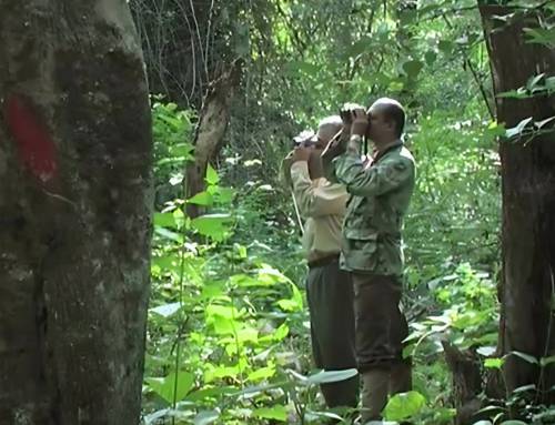 Counting the Unseen: The Precision and Pitfalls of Wildlife Line Transect Surveys