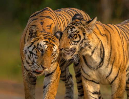 Tracking Tigers in Panna: Assessing Their Numbers Using Cameras
