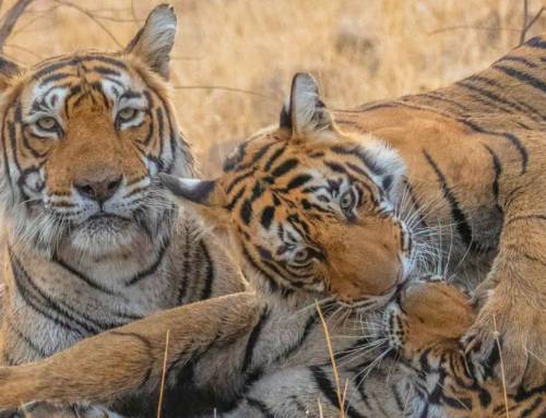 Rethinking Tiger Conservation: How Better Management Can Boost Populations Without New Reserves