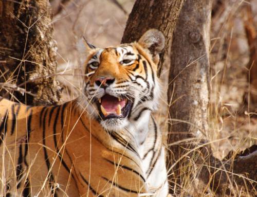 Roar and Rescue: Science, Strategy, and the Struggle to Save a Species