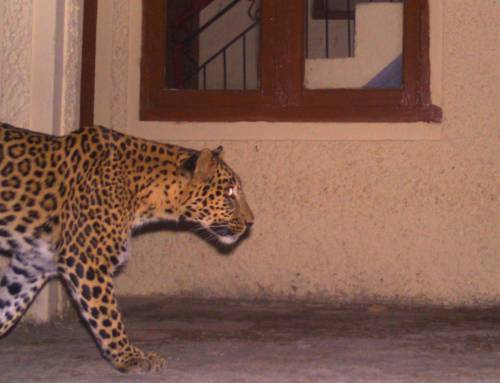 ‘Baaagh attacked me’: stories of people’s encounters with leopards in Himachal Pradesh