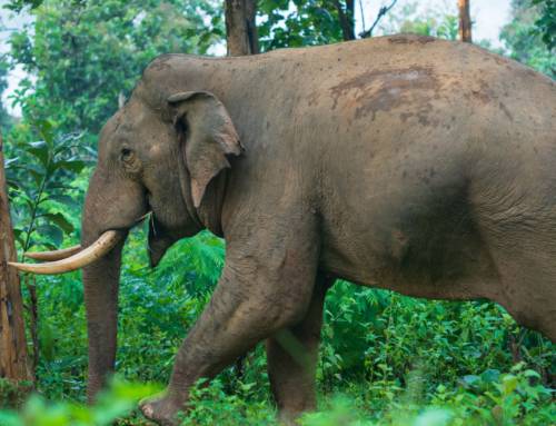 Where Do Elephants Go, When the Rivers Run Low?