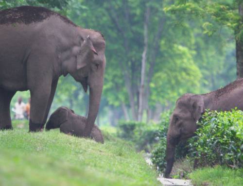 Giants on the Move: Mapping Critical Pathways for Asian Elephants in Assam’s Changing Landscapes