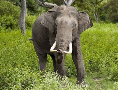 Shared Landscapes, Shared Futures: Living with Elephants in Southern India