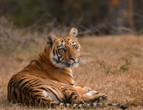 Large-Scale Monitoring For Large Carnivores: Tracking Tigers Through Sign Surveys