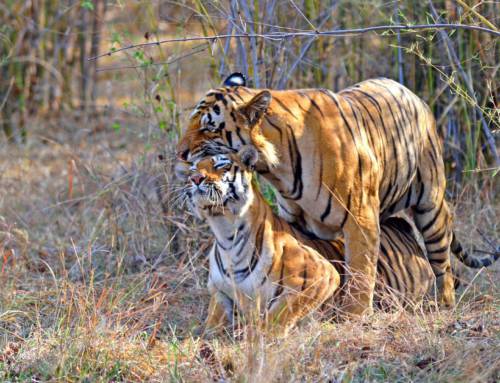 Rethinking India’s Tiger Population Estimates: The Science Behind the Numbers