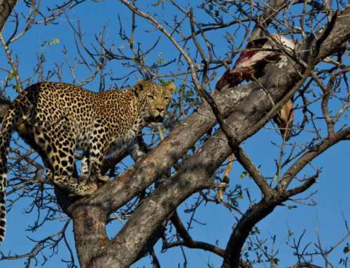 Understanding Human-Wildlife Interaction and Solutions in Central India