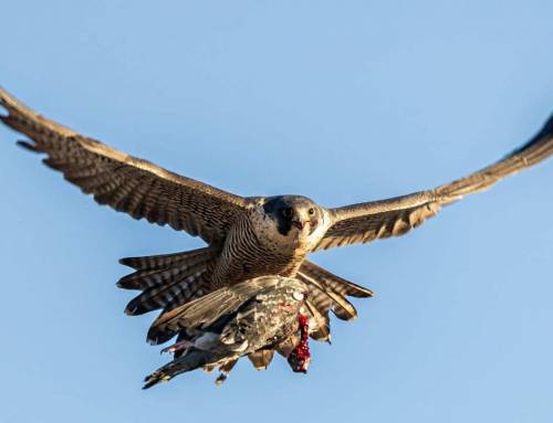 Birds in a Changing Forest: How Everyday Use Shapes Sariska’s Avifauna
