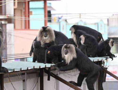 Far from Home: How Endangered Lion-Tailed Macaques Are Learning to Live Amongst Humans