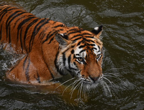 Roaring Back: A Blueprint to Save Asia’s Tigers!