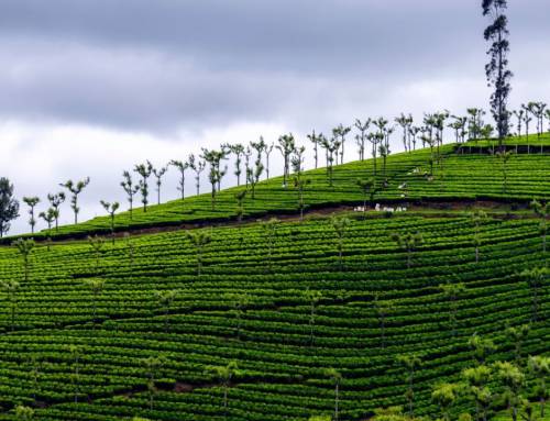 Roots of Choice: How Farmers Are Shaping the Future of Tree-Planting