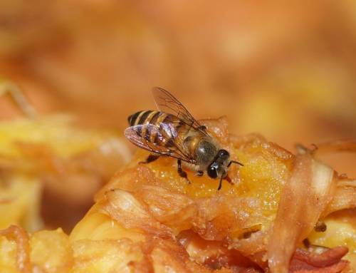 Home Sweet Home: Why not all Honey Bee Species grow up the same way