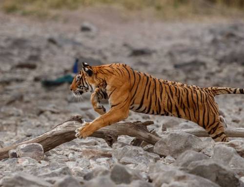 A Forest Ready for Tigers