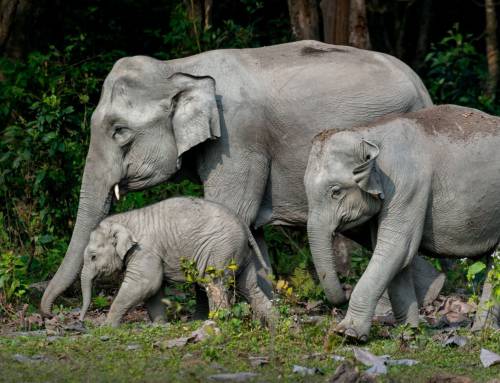 How Do We Know It’s the Same Elephant? The Power of Fixed Features in Reliable Monitoring