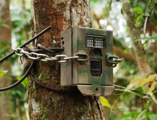 Why Did That Tiger Trigger the Camera Trap? The Hidden Science Behind Every Tiger Photograph