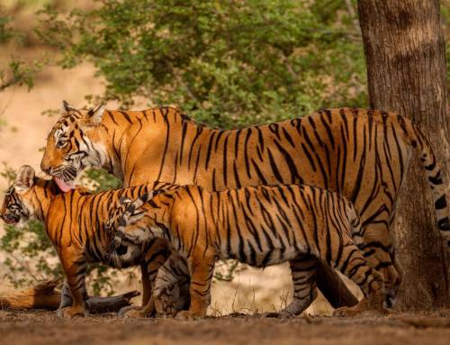 Last Strongholds of the Wild Tigers