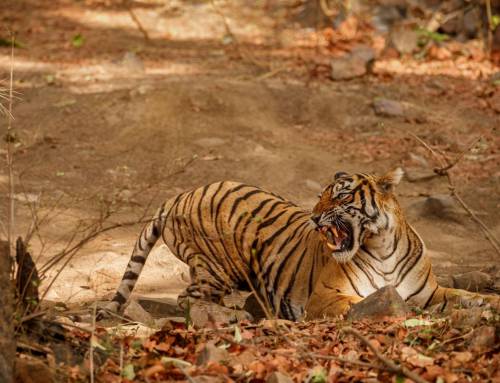 Slow Recovery: The Challenges of Saving Southeast Asia’s Tigers