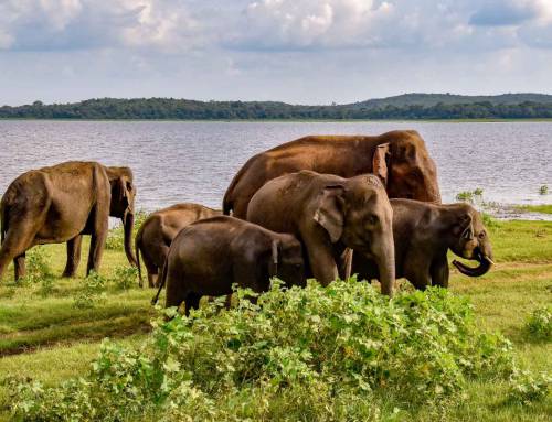 Elephants on the Edge: Changing Habitats and Human-Elephant Interactions