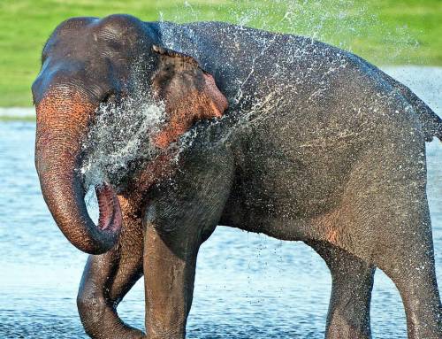 When Giants Visit Farms: Finding a Peaceful Path for People and Elephants
