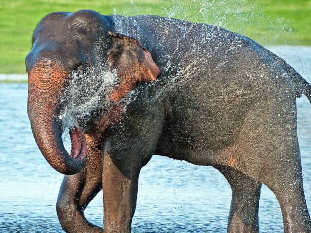 When Giants Visit Farms: Finding a Peaceful Path for People and Elephants
