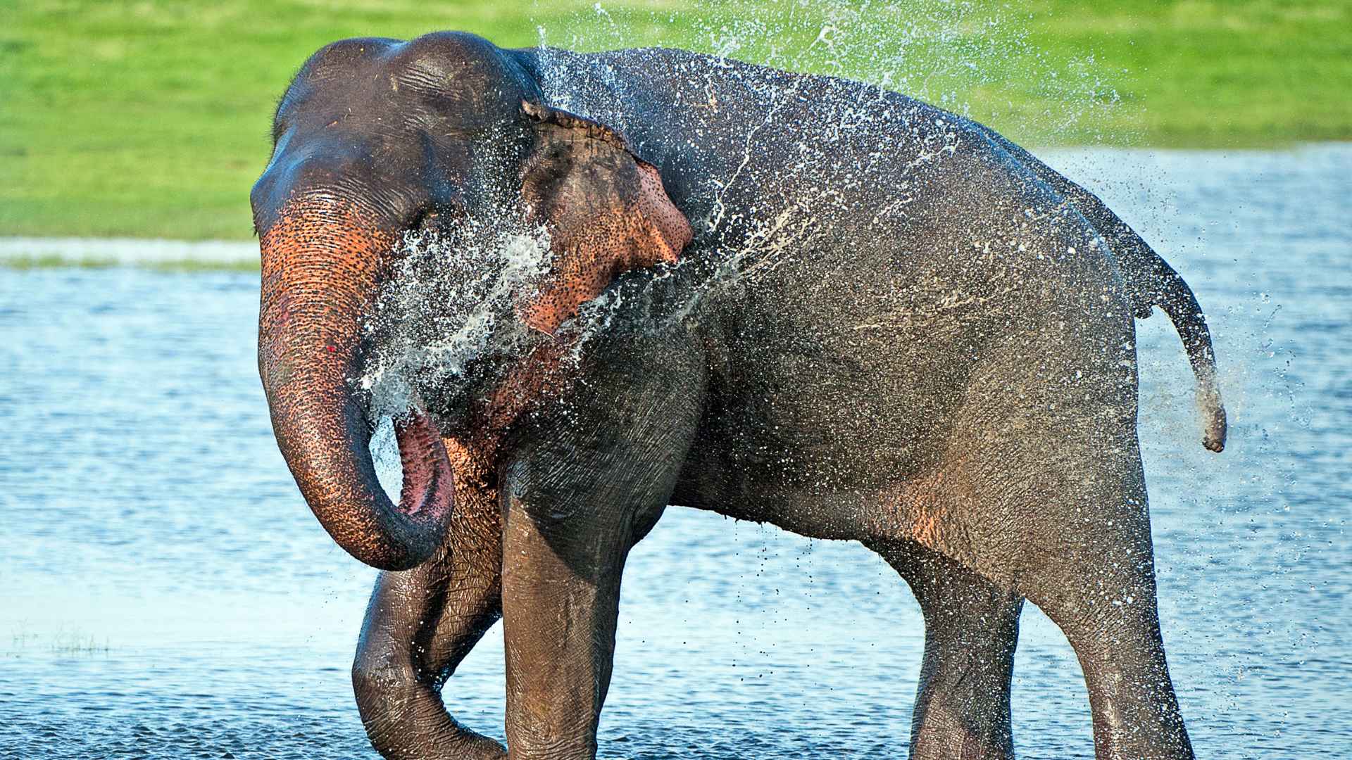 When giants visit farms Finding a peaceful path for people and elephants