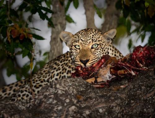 Sharing the Clock: How Leopards and People Divide the Day in Telangana’s Forests