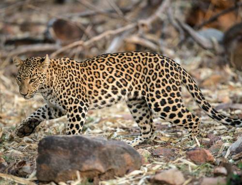 Living with Leopards: Coexistence and Conflict on Tamil Nadu’s Plantation-Forest Mosaic