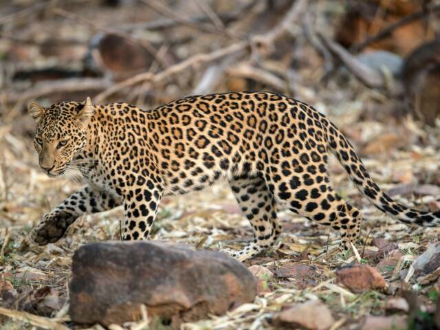 Living with Leopards: Coexistence and Conflict on Tamil Nadu’s Plantation-Forest Mosaic