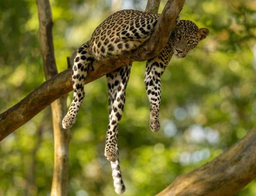 Living with Leopards: Coexistence and Conflict on Tamil Nadu’s Plantation-Forest Mosaic