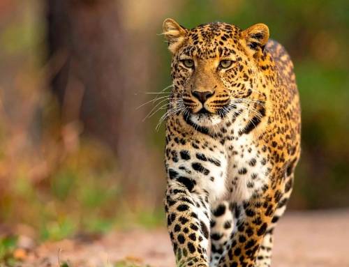 Sharing the Clock: How Leopards and People Divide the Day in Telangana’s Forests