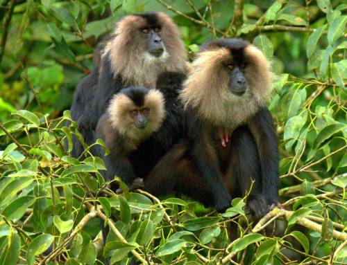 In the fragmented Western Ghats, Lion-tailed macaques and people share land, water, and…parasites