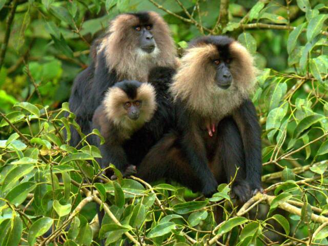 In the fragmented Western Ghats, Lion-tailed macaques and people share land, water, and…parasites